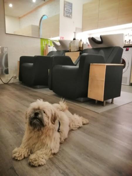 Coiffeur Coiffeur
